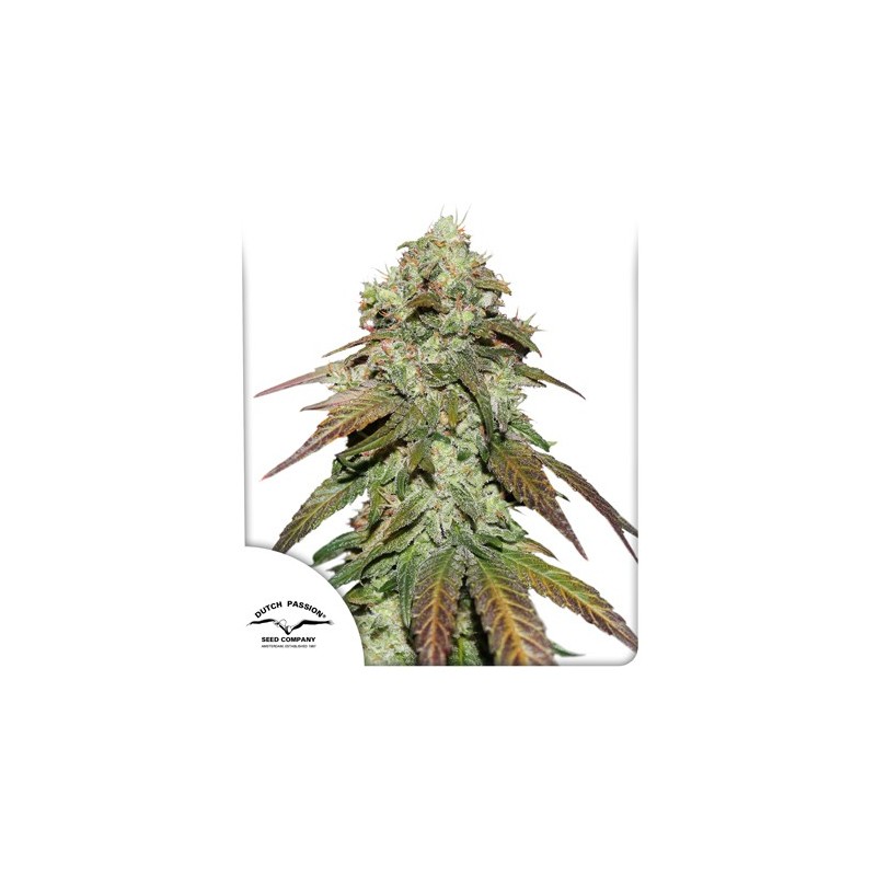 CBD MAZAR · Dutch Passion · cannabis seeds · Fem