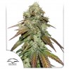 CBD MAZAR · Dutch Passion · cannabis samen · Fem