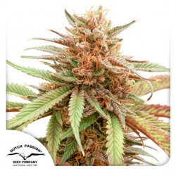 DURBAN DEW · Dutch Passion · sementes de maconha · Fem