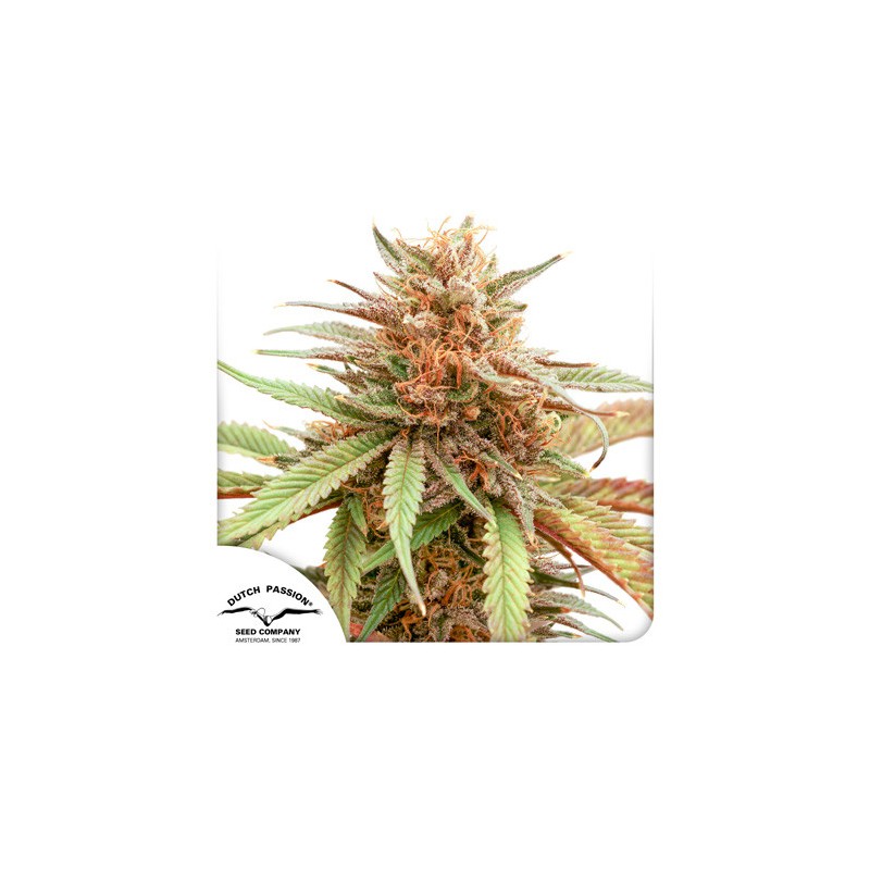 DURBAN DEW · Dutch Passion · kenevir tohum · Disi · Fem