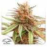 DURBAN DEW · Dutch Passion · cannabis seeds · Fem