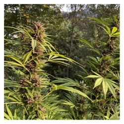 DURBAN DEW · Dutch Passion · cannabis samen · Fem