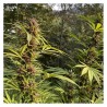 DURBAN DEW · Dutch Passion · kenevir tohum · Disi · Fem