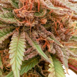 DURBAN DEW · Dutch Passion · cannabis seeds · Fem