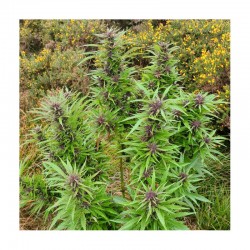 DURBAN DEW· Dutch Passion · graines de cannabis · Fem