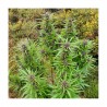 DURBAN DEW · Dutch Passion · cannabis samen · Fem