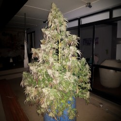 DURBAN DEW · Dutch Passion · sementes de maconha · Fem
