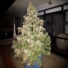 DURBAN DEW· Dutch Passion · graines de cannabis · Fem
