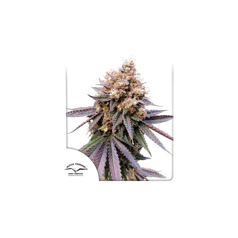 GMO FAST · Dutch Passion · graines de cannabis · Fem
