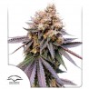 GMO FAST · Dutch Passion · cannabis seeds · Fem
