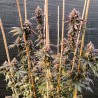GMO FAST · Dutch Passion · cannabis samen · Fem