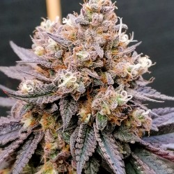 GMO FAST · Dutch Passion · sementes de maconha · Fem