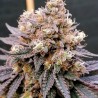 GMO FAST · Dutch Passion · sementes de maconha · Fem