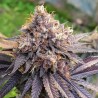 GMO FAST · Dutch Passion · sementes de maconha · Fem