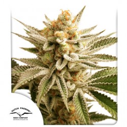 LEMON Z · Dutch Passion · sementes de maconha · Fem