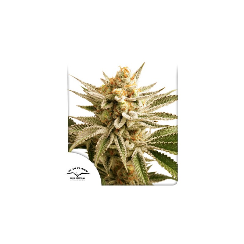 LEMON Z · Dutch Passion · sementes de maconha · Fem