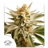 LEMON Z  · Dutch Passion · cannabis seeds · Fem