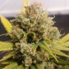 LEMON Z  · Dutch Passion · graines de cannabis · Fem