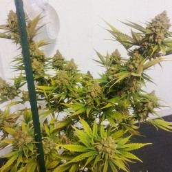 LEMON Z · Dutch Passion · sementes de maconha · Fem