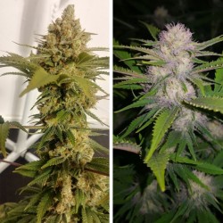 LEMON Z  · Dutch Passion · graines de cannabis · Fem