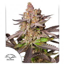 MELONADE RUNTZ · Dutch Passion · cannabis seeds · Fem