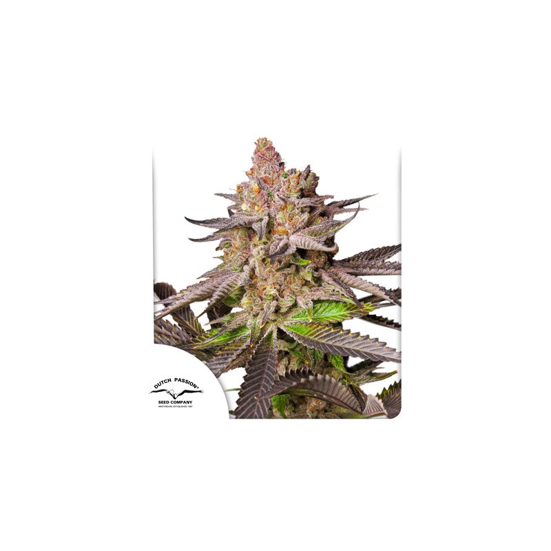 MELONADE RUNTZ · Dutch Passion · sementes de maconha · Fem