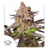 MELONADE RUNTZ · Dutch Passion · kenevir tohum · Disi · Fem