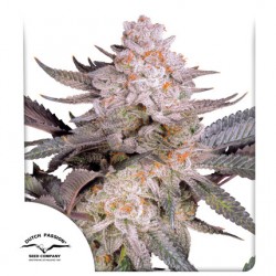 ORANGE BUD 2.0 · Dutch Passion · graines de cannabis · Fem