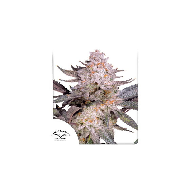 ORANGE BUD 2.0 · Dutch Passion · sementes de maconha · Fem