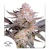 ORANGE BUD 2.0 · Dutch Passion · cannabis samen · Fem