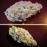 ORANGE BUD 2.0 · Dutch Passion · kenevir tohum · Disi · Fem