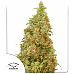 THC-VICTORY · Dutch Passion · sementes de maconha · Fem