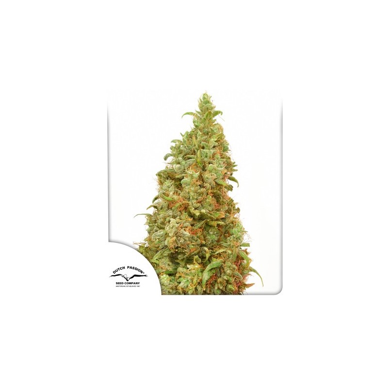 THC-VICTORY · Dutch Passion · cannabis samen · Fem