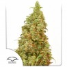 THC-VICTORY · Dutch Passion · sementes de maconha · Fem