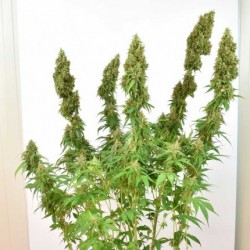 THC-VICTORY · Dutch Passion · cannabis samen · Fem