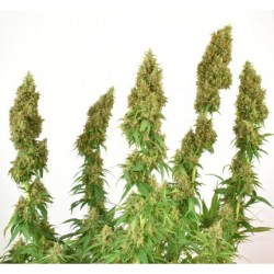 THC-VICTORY · Dutch Passion · graines de cannabis · Fem