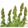 THC-VICTORY · Dutch Passion · sementes de maconha · Fem
