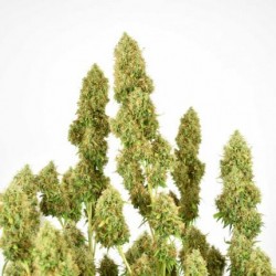 THC-VICTORY · Dutch Passion · graines de cannabis · Fem