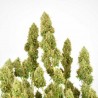 THC-VICTORY · Dutch Passion · cannabis samen · Fem