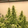 THC-VICTORY · Dutch Passion · graines de cannabis · Fem