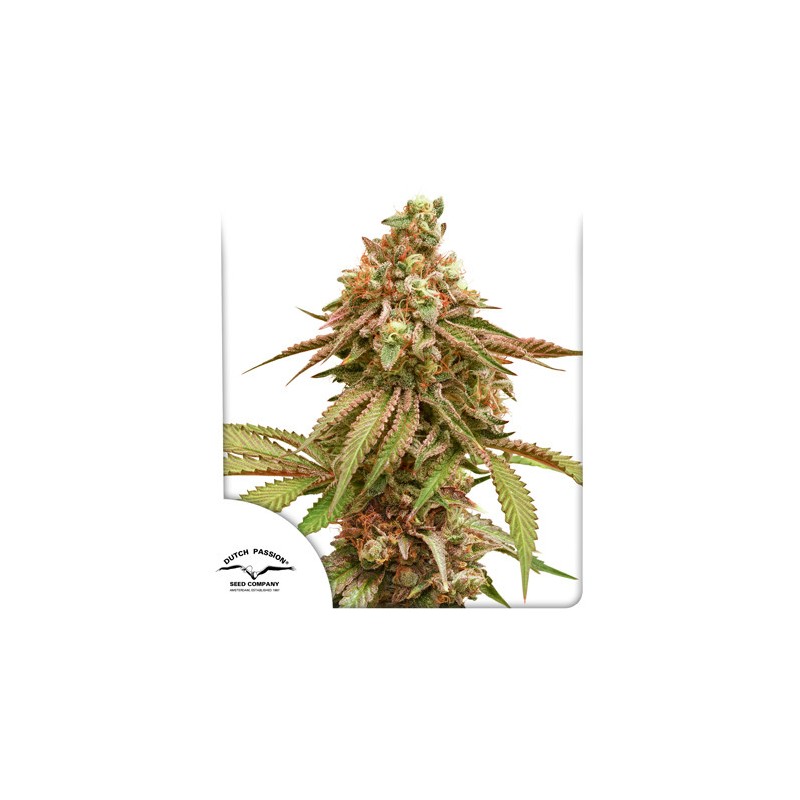 TROPICAL TANGIE · Dutch Passion · cannabis seeds · Fem