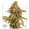 TROPICAL TANGIE · Dutch Passion · cannabis seeds · Fem