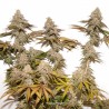 TROPICAL TANGIE · Dutch Passion · sementes de maconha · Fem