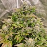 TROPICAL TANGIE · Dutch Passion · cannabis seeds · Fem