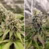 TROPICAL TANGIE · Dutch Passion · cannabis samen · Fem