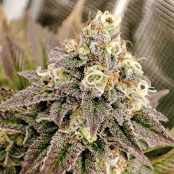 TROPICAL TANGIE · Dutch Passion · kenevir tohum · Disi · Fem