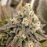 TROPICAL TANGIE · Dutch Passion · cannabis samen · Fem