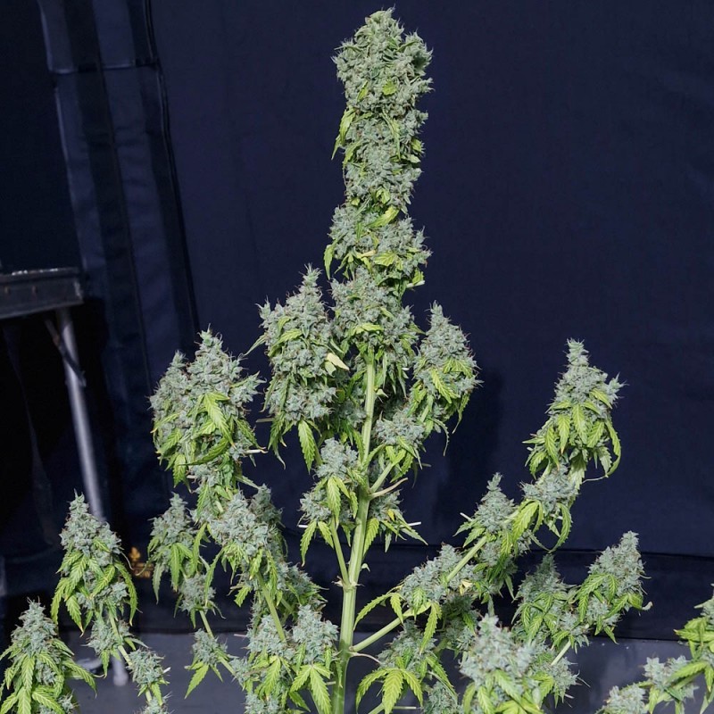 MAGIC TREE AUTO · Eva Seeds · sementes de maconha · AutoFem