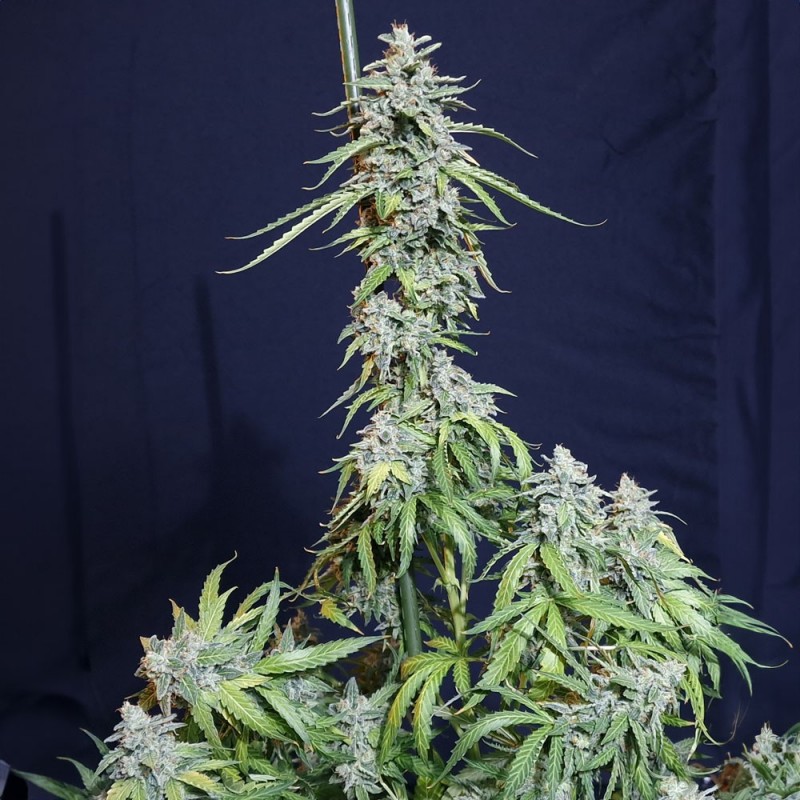 SUPER WATERMELON AUTO · Eva Seeds · sementes de maconha · AutoFem