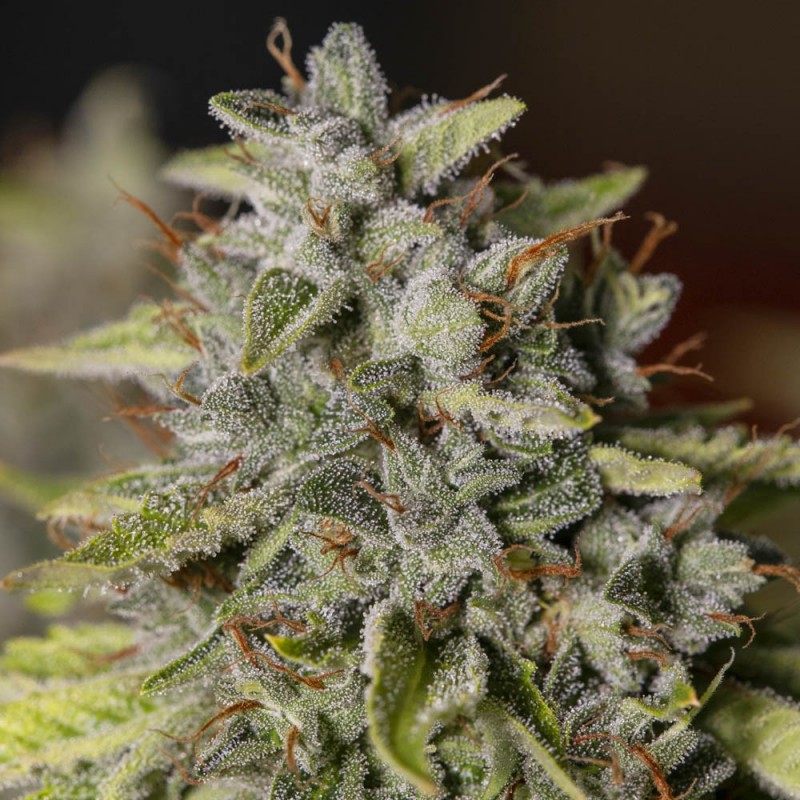 VIEJO TOBY · Eva Seeds · sementes de maconha · Fem